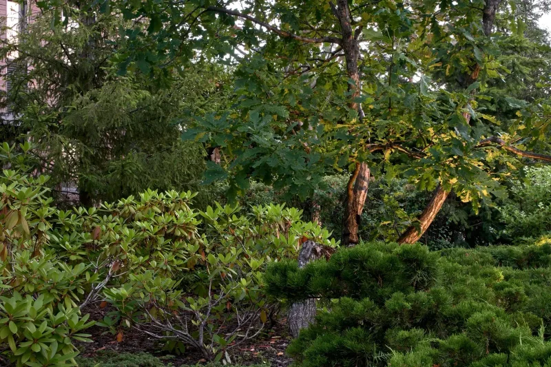 الحديقة الرائعة